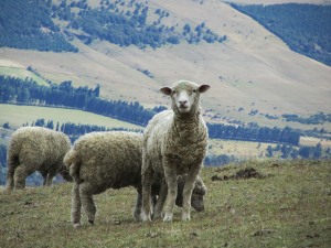 sheep-393366_640